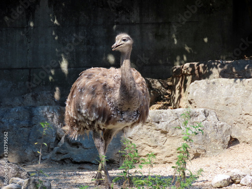 Darwin's rhea (Pterocnemia pennata, syn. Rhea pennata, Rhea darwinii Gould), Lesser rhea, Der Darwin-Nandu, Suri, Choique, Le Nandou de Darwin, Mali nandu ili Darwinov nandu - Zürich Zoo, Switzerland photo