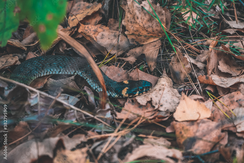 snake in the forest snake in the forest