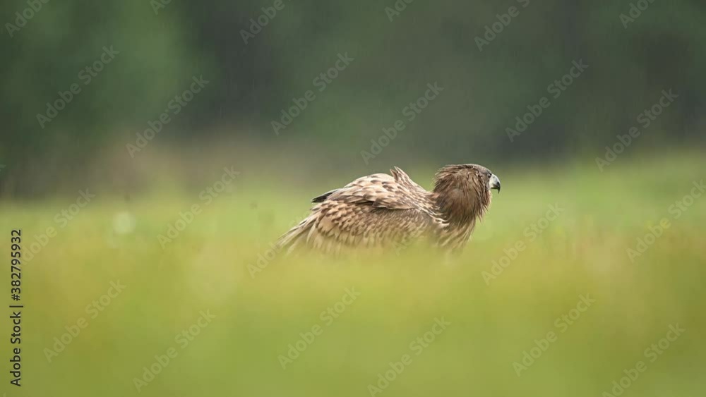 White tailed eagle ( Haliaeetus albicilla ) White tailed eagle ( Haliaeetus albicilla )