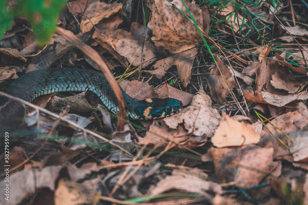 snake in the forest snake in the forest
