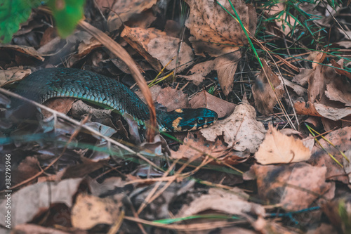 snake in the forest