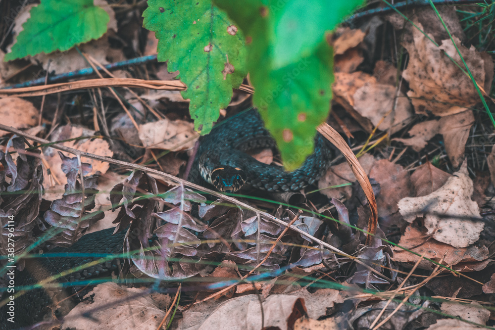 Naklejka premium snake in the forest