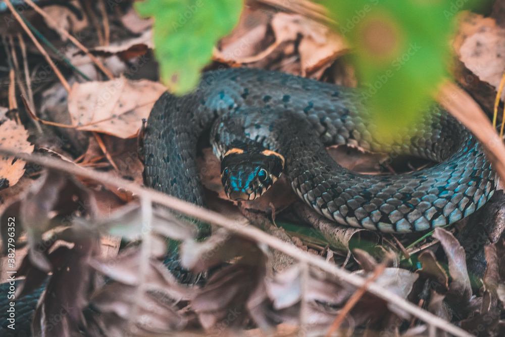 snake in the forest snake in the forest