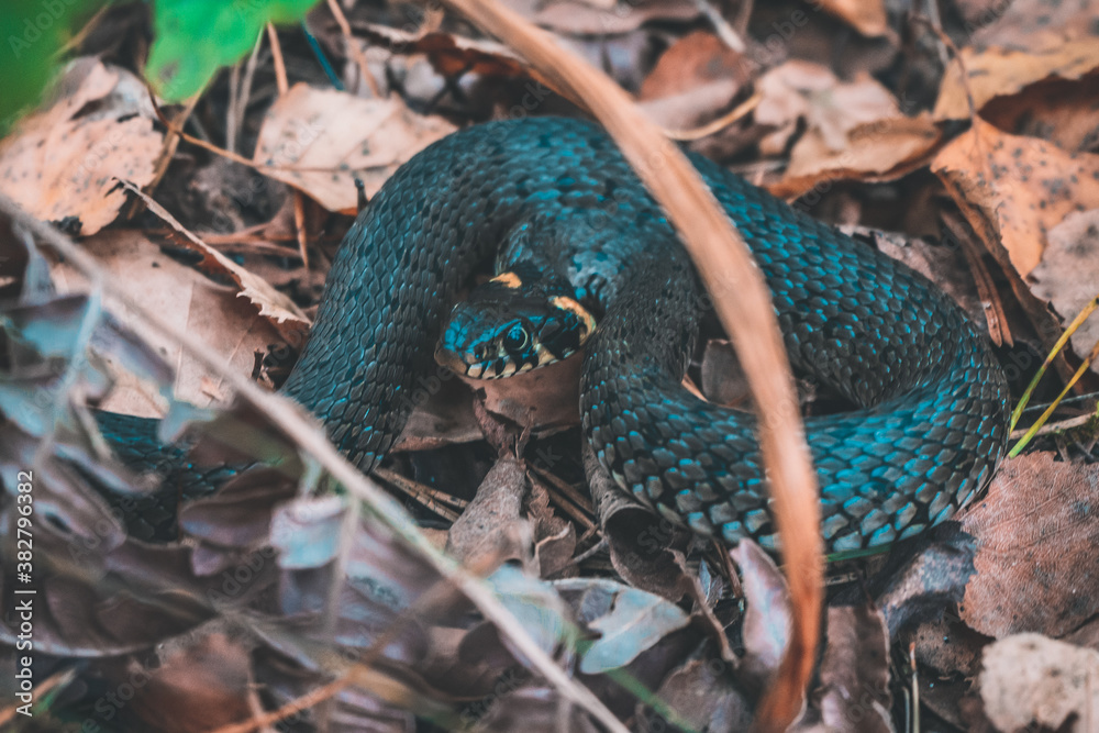 Naklejka premium snake in the forest