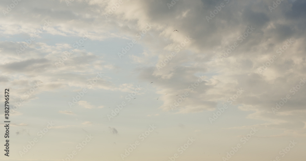 birds flying in the sky with warm evening light