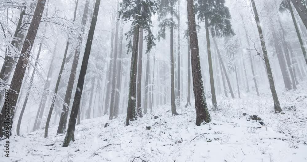 Cold winter season forest snowfall. Cold winter season forest snowfall.