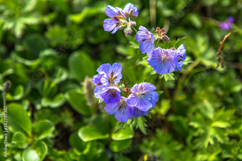 Mountain flowers close-up with purple petals on a background of green grass