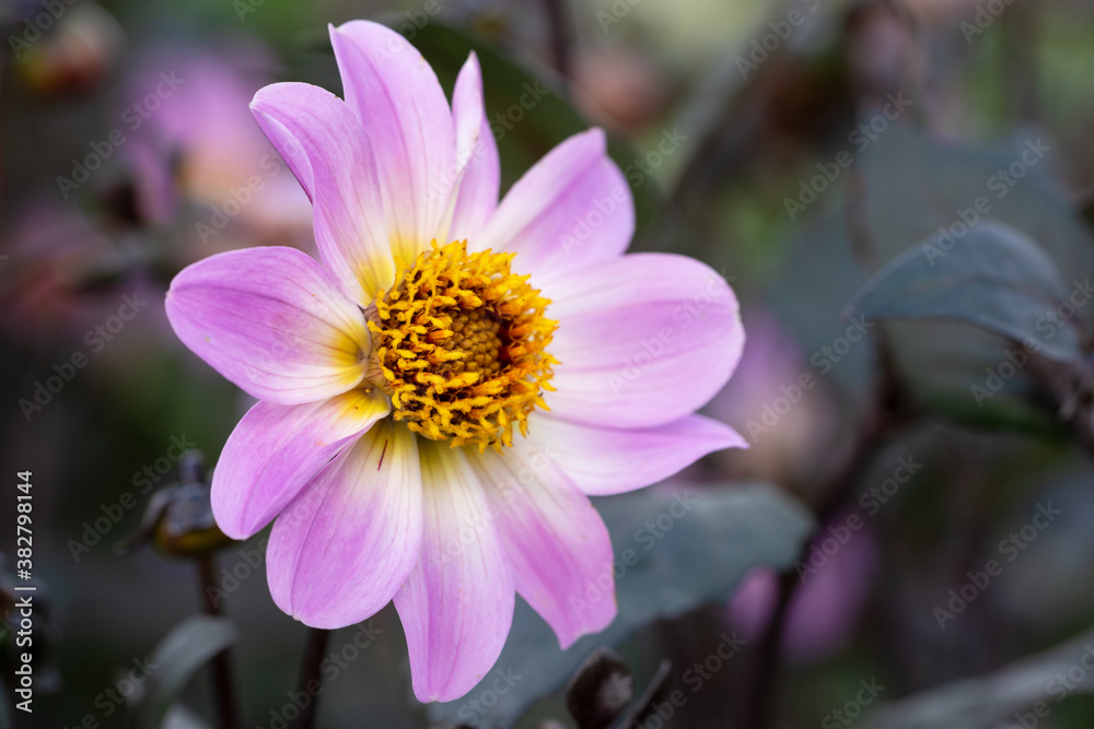 Obraz premium Dahlia, Dahlia