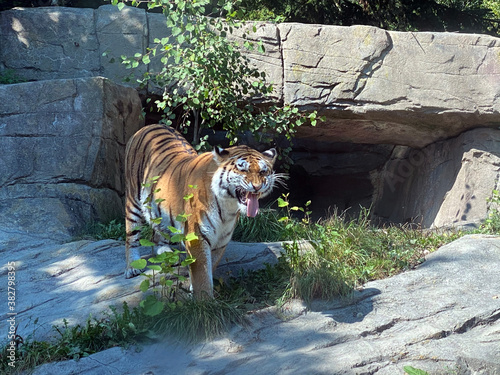 Siberian tiger 'Irina' (Panthera tigris altaica), Der Sibirische Tiger, Amurtiger, Ussuritiger, Tigre siberiana, dell'Amur, Tigre de Sibérie, Tigre de l'Amour, Tigre de Amur, Tigre persa - Zürich Zoo photo