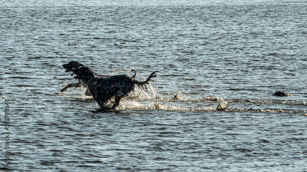 Fototapeta premium english setter hunting dog running on the water