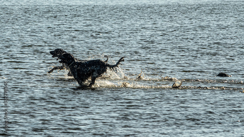 english setter hunting dog running on the water