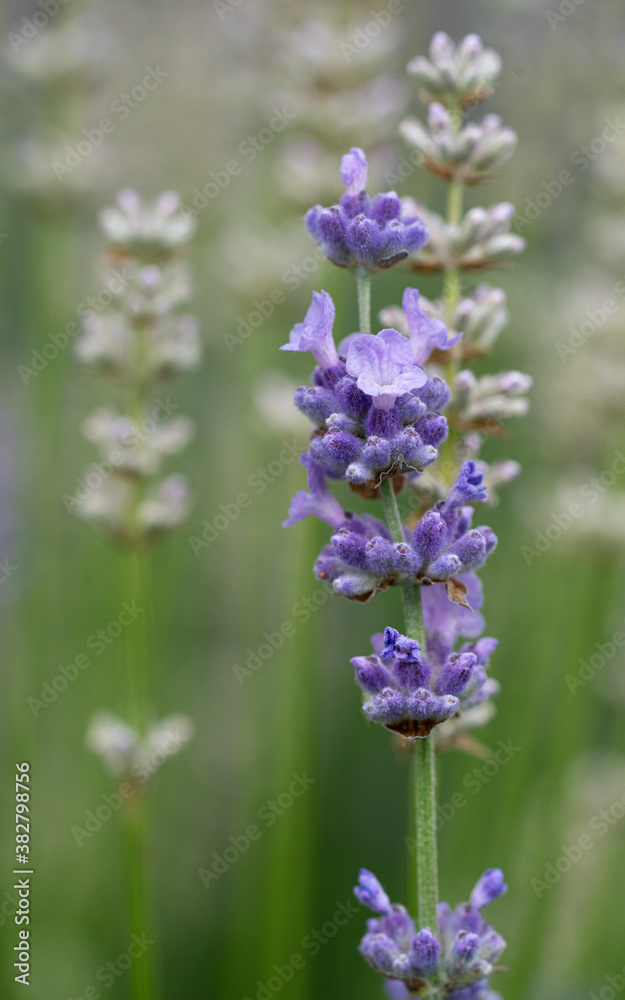 Common Lavender, Lavandula angustifolia Common Lavender, Lavandula angustifolia