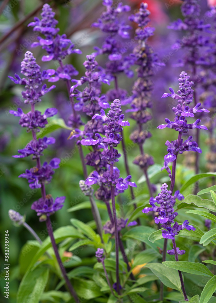 Blue Sage, Salvia farinacea Blue Sage, Salvia farinacea