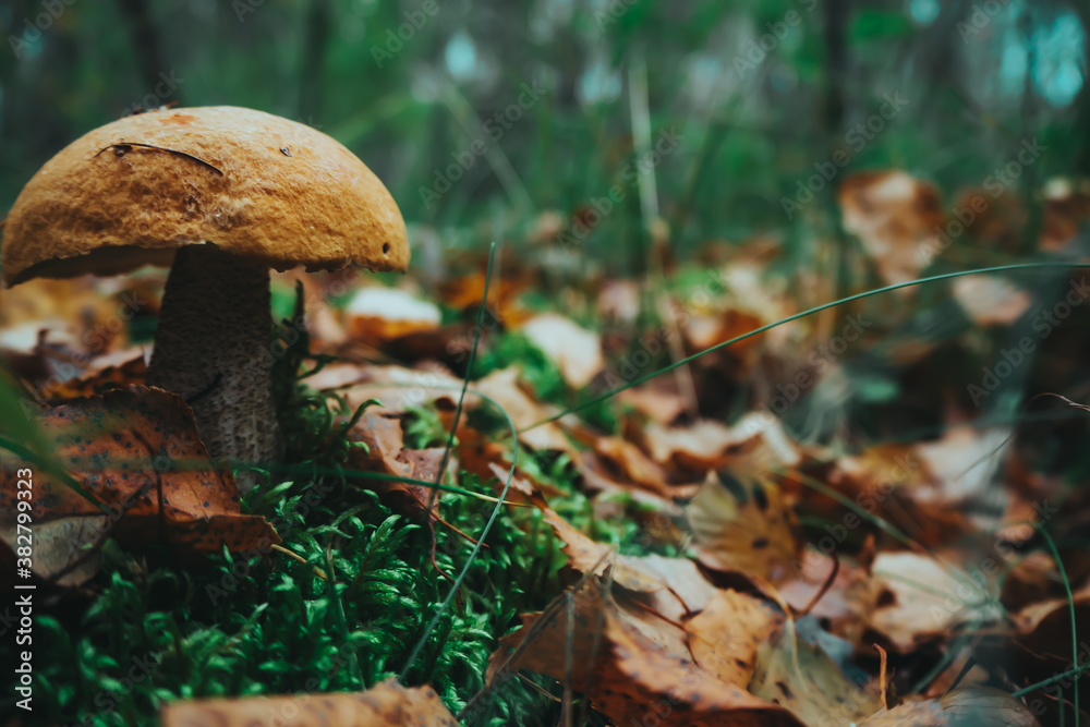 Fototapeta premium mushrooms in the forest