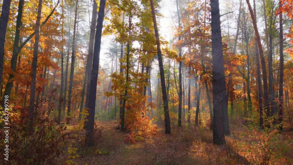 Walk through the magnificent autumn forest. Golden tree leaves in the rays of the setting sun. Autumn in the park, gimbal shot, 4K Walk through the magnificent autumn forest. Golden tree leaves in the rays of the setting sun. Autumn in the park, gimbal shot, 4K