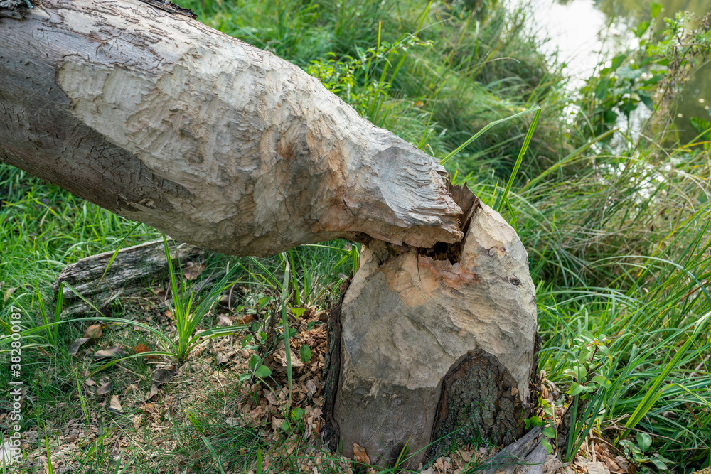 Beaver gnaw marks on a chopped tree Beaver gnaw marks on a chopped tree