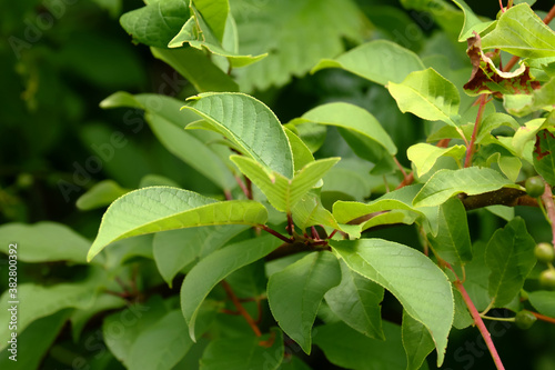 Blätter des Faulbaumes, Rhamnus frangula