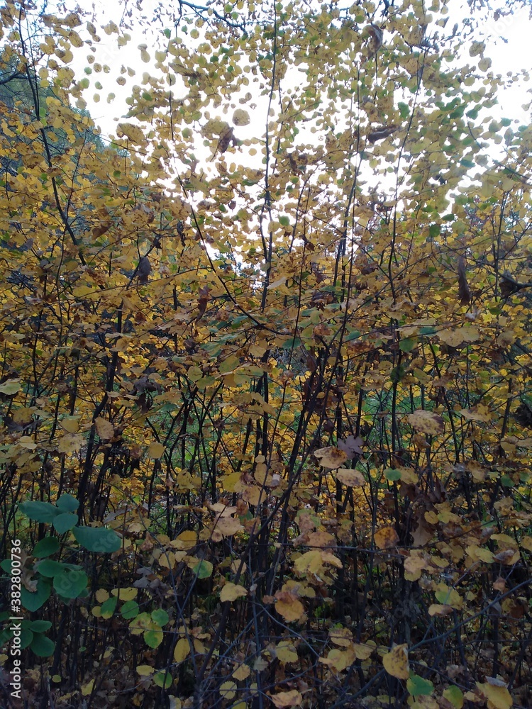 Fototapeta premium trees in autumn