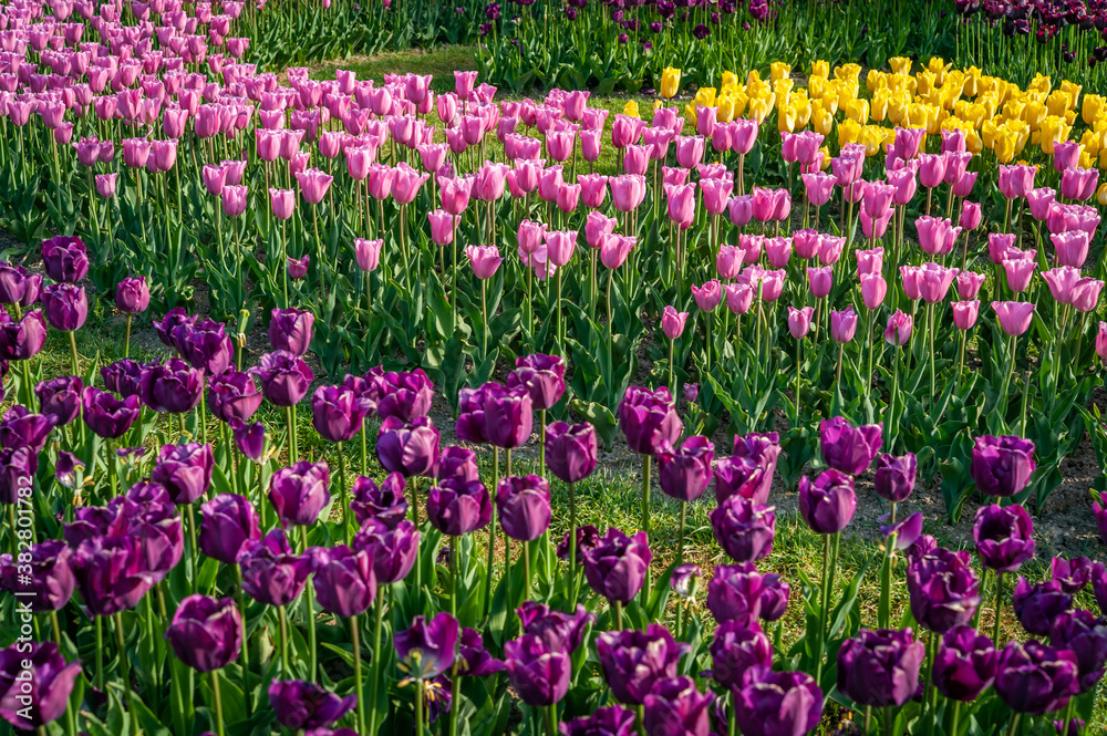 Tulips in the spring