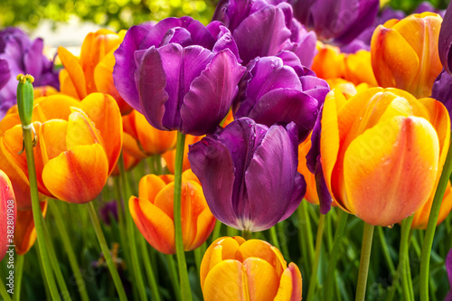 Purple and orange tulips