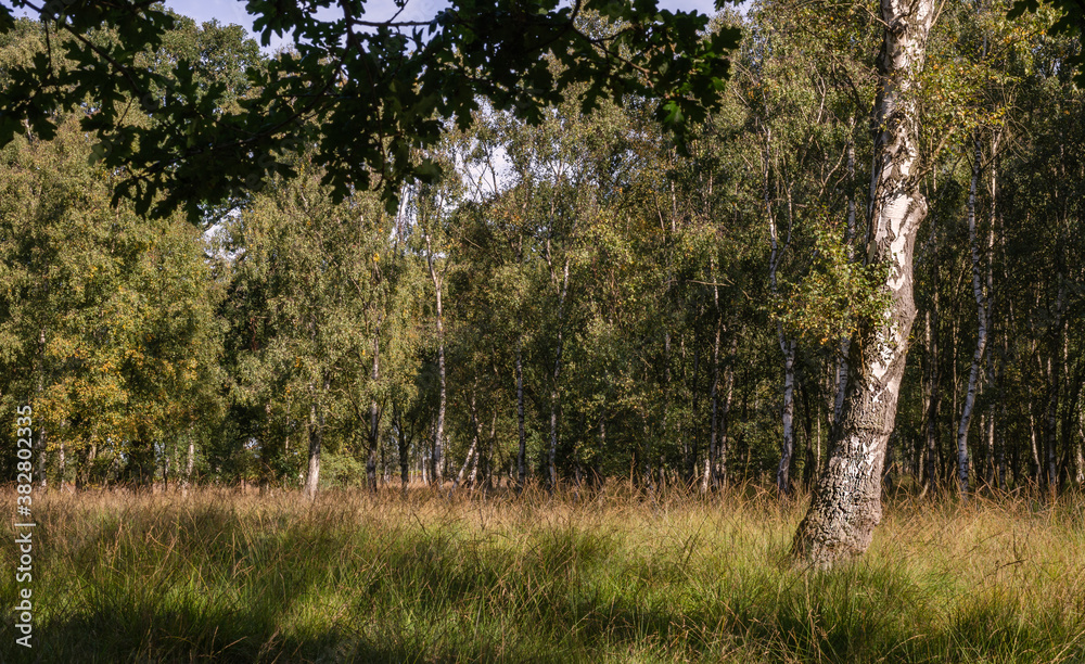 Obraz premium Silver Birch trees.