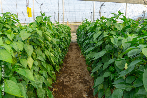 greenhouse of pepper plants in spain