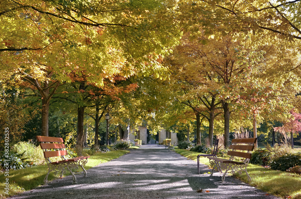 benches in an alley in a beautiful public park borded by colorful foliage of trees in autumn