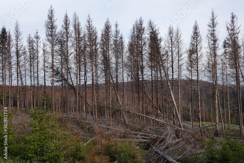Waldschäden im Nationalpark Harz: Der Borkenkäfer führt zu einem Absterben der Fichtenwälder. photo
