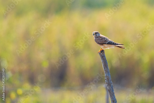 Eurasian Kestrel - Falco tinnunculus, beautiful raptor from European forest, Pag island, Croatia.