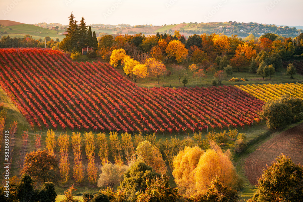 Autumn landscape, foliage and vineyards in Castelvetro, Modena, Italy