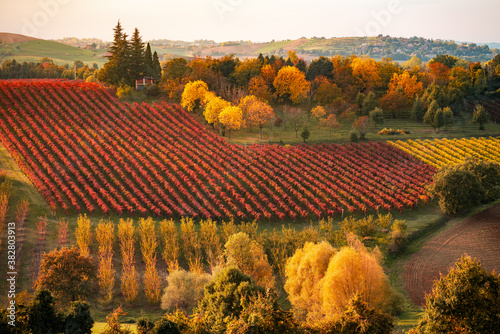 Obraz na płótnie Autumn landscape, foliage and vineyards in Castelvetro, Modena, Italy w salonie
