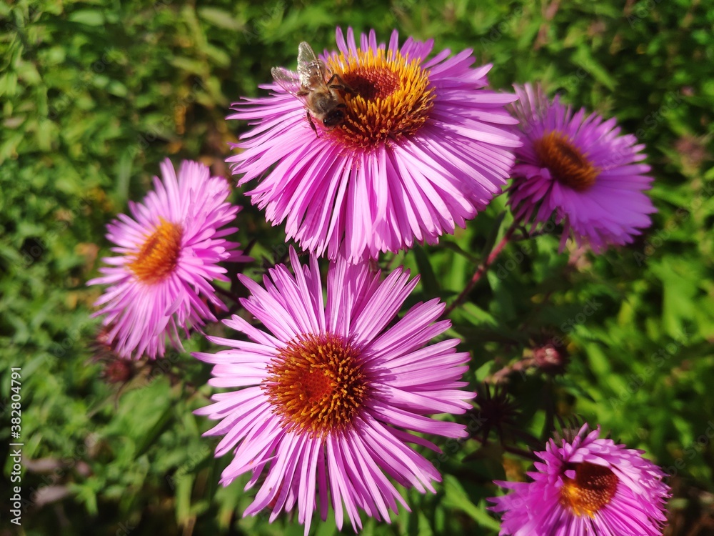 Aster dumosus, Symphyotrichum dumosum. a bee collects nectar on a flower Aster dumosus, Symphyotrichum dumosum. a bee collects nectar on a flower
