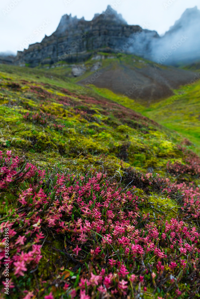 Fototapeta premium Wild flowers, Billefjorden, Svalbard Islands, Artic Ocean, Norway, Europe