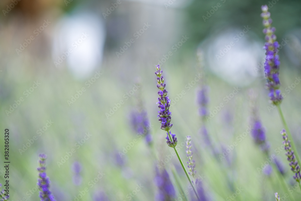 Obraz premium lavender flowers in the garden