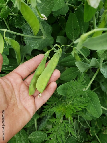 A hand holding 2 snow peas on the plant on a organic farm