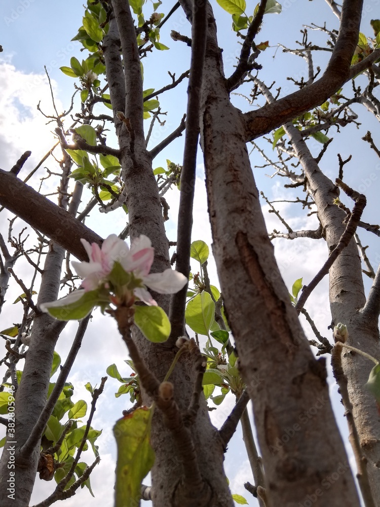 Fototapeta premium tree in bloom