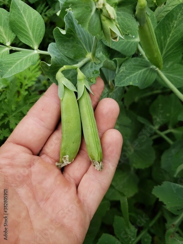 A hand holding 2 sugar snap peas
