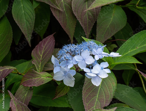 Lace-cap hydrangea closeup detail. Single flower head. photo