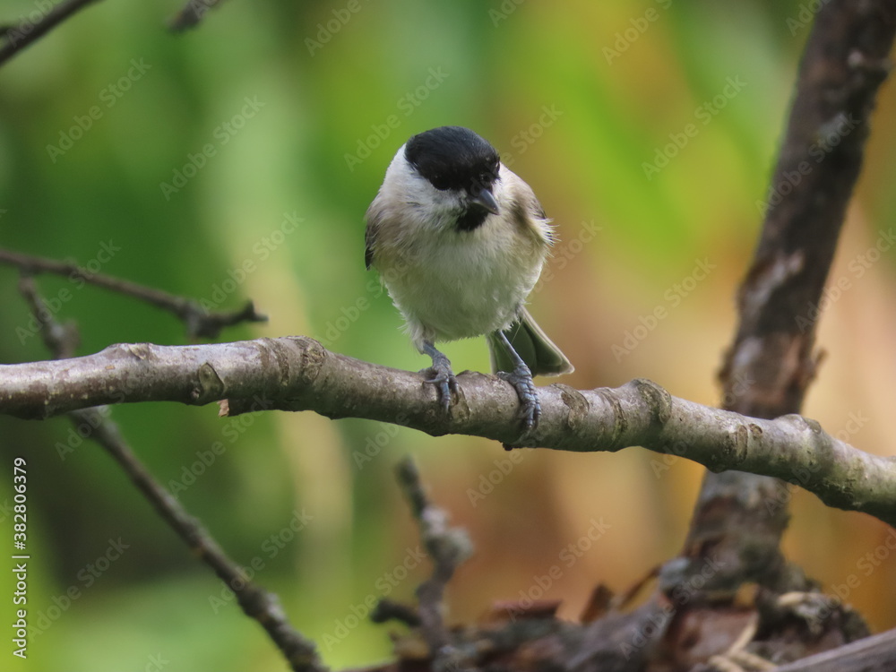 Marsh tit (Poecile palustris) perching on a beautiful tree branch. Marsh tit (Poecile palustris) perching on a beautiful tree branch.