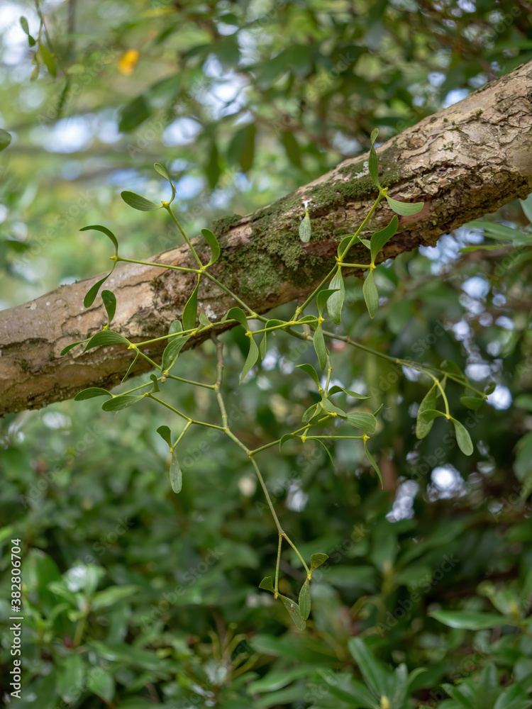 Mistletoe aka Viscum album growing on apple tree. UK. Mistletoe aka Viscum album growing on apple tree. UK.