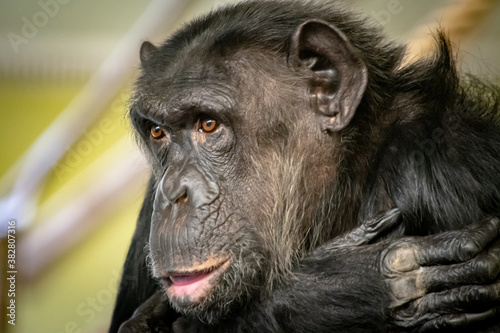 Schimpanse Portrait I