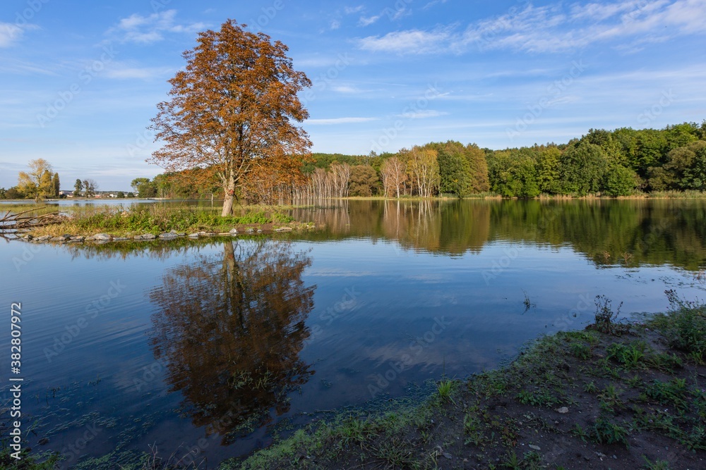 Scenic view of a lake with reflection of an orange tree in the foreground and green forest in distance. Blue sky and white clouds. Tranquil sunny evening in nature. Scenic view of a lake with reflection of an orange tree in the foreground and green forest in distance. Blue sky and white clouds. Tranquil sunny evening in nature.