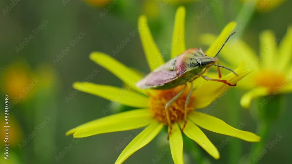 Bug Insect on yellow flower. Wild Field Bug Insect on yellow flower. Wild Field