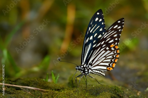 The Common Mime - Chilasa clytia or Papilio clytia, swallowtail butterfly found in south and southeast Asia, subgenus Chilasa, the black-bodied swallowtails, Batesian mimic among the Indian butterflie