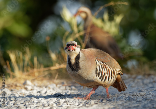 Chukar (Alectoris chukar) on the rock in Corfu, Greece. Chukar partridge (Alectoris chukar), or simply chukar, is a Palearctic upland gamebird in the pheasant family Phasianidae