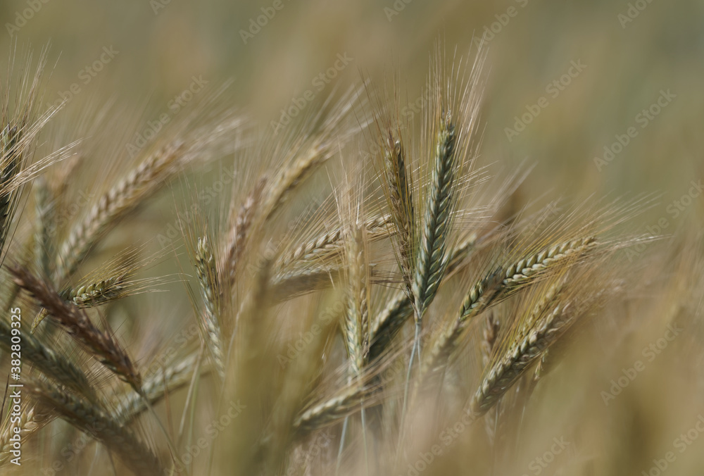 Golden field of grain, rye, Agriculture in the summer, spikes of rye ready to harvest Golden field of grain, rye, Agriculture in the summer, spikes of rye ready to harvest