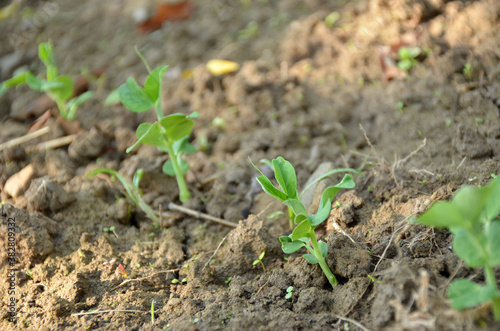 bunch the small ripe green peas plant seedlings in the garden.