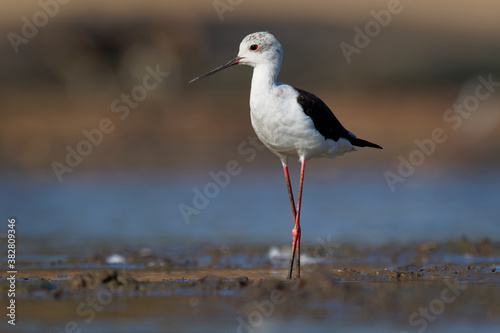 Black-winged Stilt - Himantopus himantopus walking in the water and feeding, widely distributed very long-legged black and white colored wader in the avocet and stilt family (Recurvirostridae)