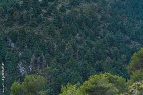PINSAPO - SPANISH FIR (Abies pinsapo), Sierra de las Nieves National Park, Málaga, Andalusia, Spain, Europe