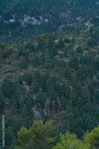 PINSAPO - SPANISH FIR (Abies pinsapo), Sierra de las Nieves National Park, Málaga, Andalusia, Spain, Europe